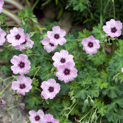 Geranium cinereum 'Ballerina' - Cranesbill - ↕10-25cm - Ø9cm - 60x