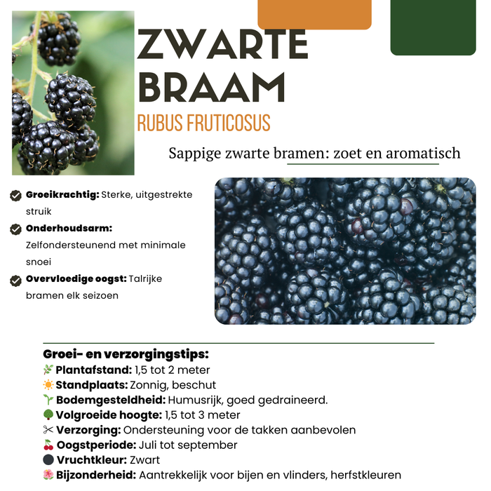 Fruitplanten mix BIO set van 3 verschillende soorten "Zoete oogst trio"