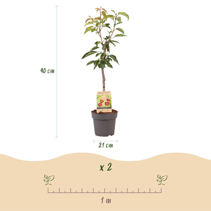 Fruitplant - Kersenboom - Prunus avium Regina  - Rode kers - Pot 21cm Hoogte 90cm