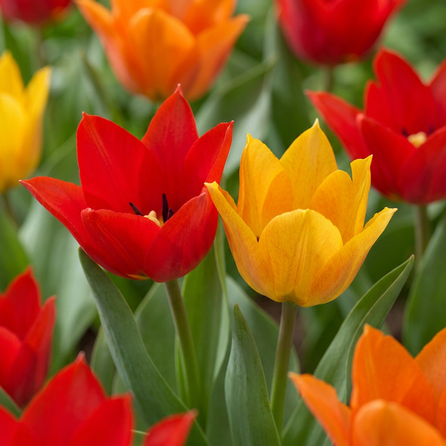 50x Tulipa Praestans Mix - Bloembollen - Tulipa Praestans Mix - Diversen - Voorjaarsbloeier - Bolmaat 8/9
