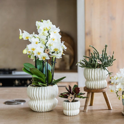 Kolibri Orchids | Combi Deal - 4 Witte Phalaenopsis Orchideeën Blossom Lausanne - Ø12 cm