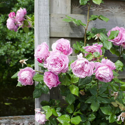 Rosa mix - Klimroos - ↕65cm - Ø15cm - 3x