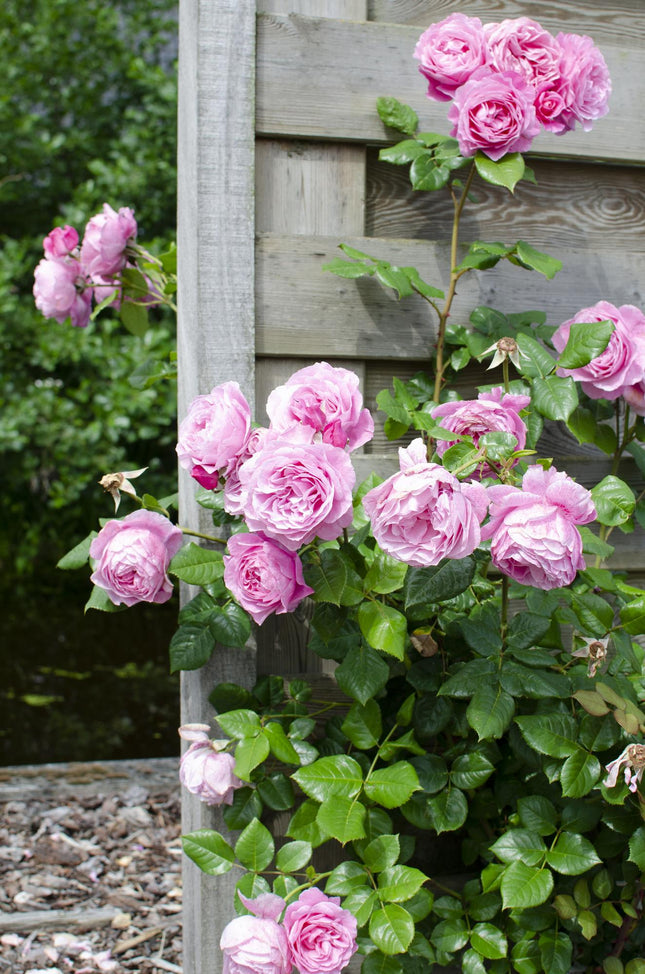 Rosa mix - Klimroos - ↕65cm - Ø15cm - 3x