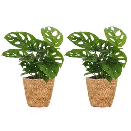 Monstera Adansonii - Rhaphidophora Tetrasperma - 2x - met Mand - Pot 12cm - Hoogte - 25cm