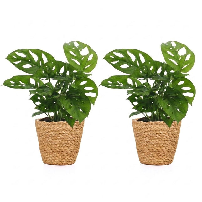 Monstera Adansonii - Rhaphidophora Tetrasperma - 2x - z koszykiem - doniczka 12cm - wysokość - 25cm