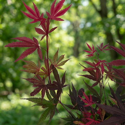 Acer palmatum Shaina - Japanse Esdoorn - Bladverliezend - Rood - Pot 26cm - Hoogte 90cm