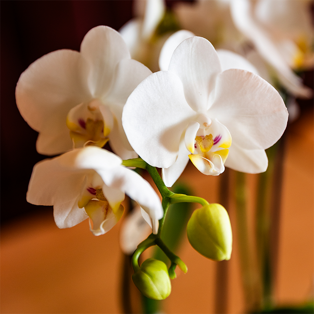 Kolibri Orchids | Witte Amabilis orchidee cadeauset - incl. giftbox, orchidee & sierpot - Ø9cm