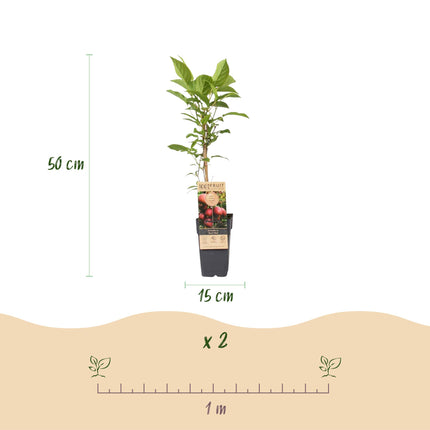 Actinidia Weiki & Hayward, Ken's Red, Golden Kiwi - Kiwiplant - 1 Mannelijke - 3 Vrouwelijke - Groen-Rood-Geel - ↕50cm - Ø15cm - 4x
