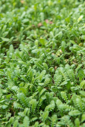 Leptinella Squalida – Kupferknopf – ↕10–25 cm – Ø9 cm – 60 Stück