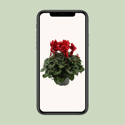 Red Cyclamen - ↕40cm - Ø17cm