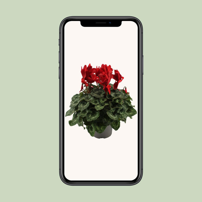 Cyclaam Rood - Ø17cm - ↕40cm