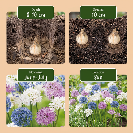 30x Allium Buzzing Beauties - Bloembollen - Sierui Buzzing Beauties - Diversen - Zomerbloeier - Bolmaat 6/7