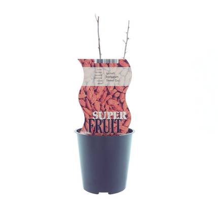 Lycium Sweet Goji - Jagody Goji - ↕30cm - Ø12cm