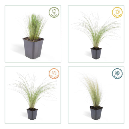 Stipa Tenuissima 'Ponytails' - Hierba de plumas - ↕10-25cm - Ø9cm - 24x