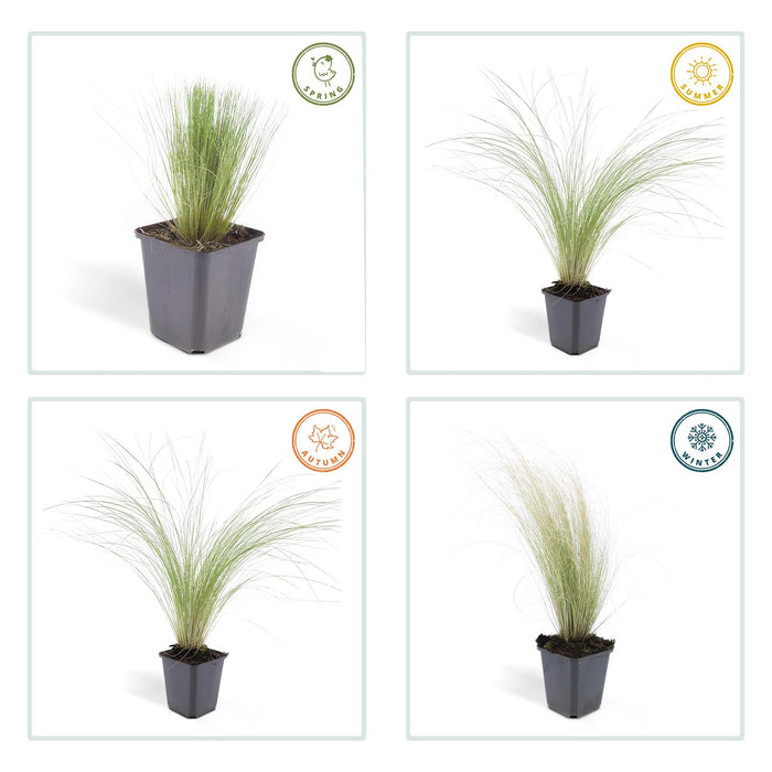 Stipa tenuissima 'Ponytails' - ↕10-25cm - Ø9cm - 24x