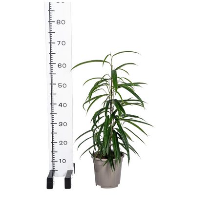 Ficus Binnendijkii Alii - ↕60 - 80cm - Ø17cm