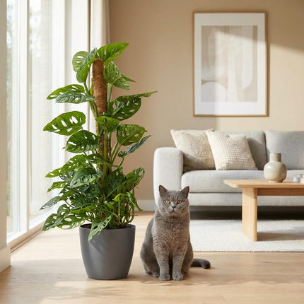 Monstera Andansonii Moss Pole - Monkey Mask - z szarą doniczką - ↕90cm - Ø19cm