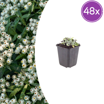 Anaphalis triplinervis - Siberian edelweiss - ↕10-25cm - Ø9cm - 48x