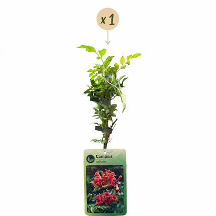 Campsis radicans - Trompetklimmer - Oranje - Rood - Klimplant - Ø9cm - ↕35cm