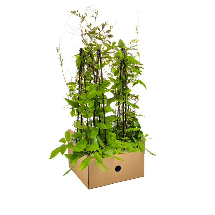 Cobea Scandens Violet Blue - ↕60cm - Ø13 cm - 4x