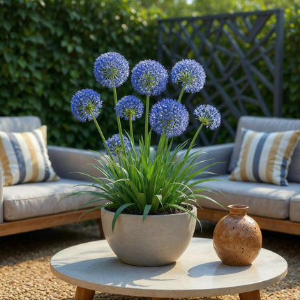 Bulbes de fleurs - Allium caeruleum - Couleur bleue - 40 bulbes - Calibre 4/5 - Paquet XXL