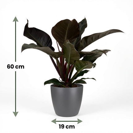 Philodendron Imperial Red - met grijze pot - ↕60cm - Ø19cm
