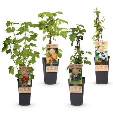 Ribes - Rubes - Mix di Vaccinium - Arcobaleno - Resistente - Ribes rosso - Mora - Lampone giallo - Mirtillo - 4 piante - Vaso da 15 cm - Altezza 50 cm