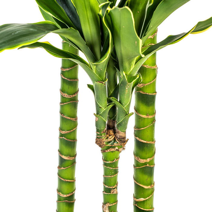 Dracaena Fragrans Golden Coast met mand Ø24cm - ↕130 - 150cm