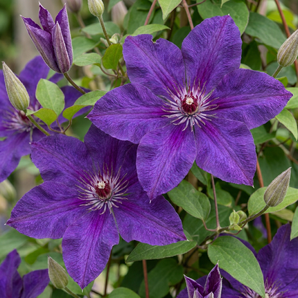 Clematis The President - Bosrank 6x - Paars - Klimplant - Ø9cm - ↕35cm
