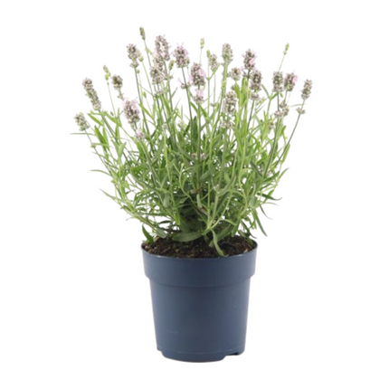 Lavandula Angustifolia Felice® - Lavendelpflanzen - Ø12cm - 6x