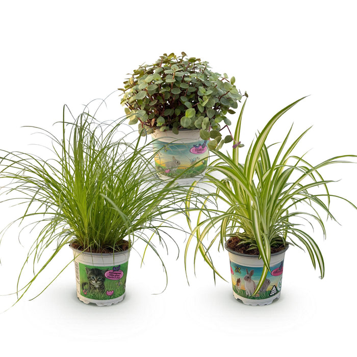 Plantenbox - Cyperus - Calissia - Chlorophytum - Mix van 3 - Huisdiervriendelijke Planten - Pot 12cm - Hoogte 20cm