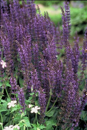 Salvia Nemorosa 'Mainacht' - Waldsalbei - ↕10-25cm - Ø9cm - 24x