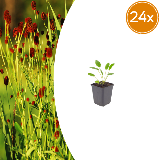 Pimpernel - Sanguisorba officinalis 'Tanna' - ↕10-25cm - Ø9cm - 24x