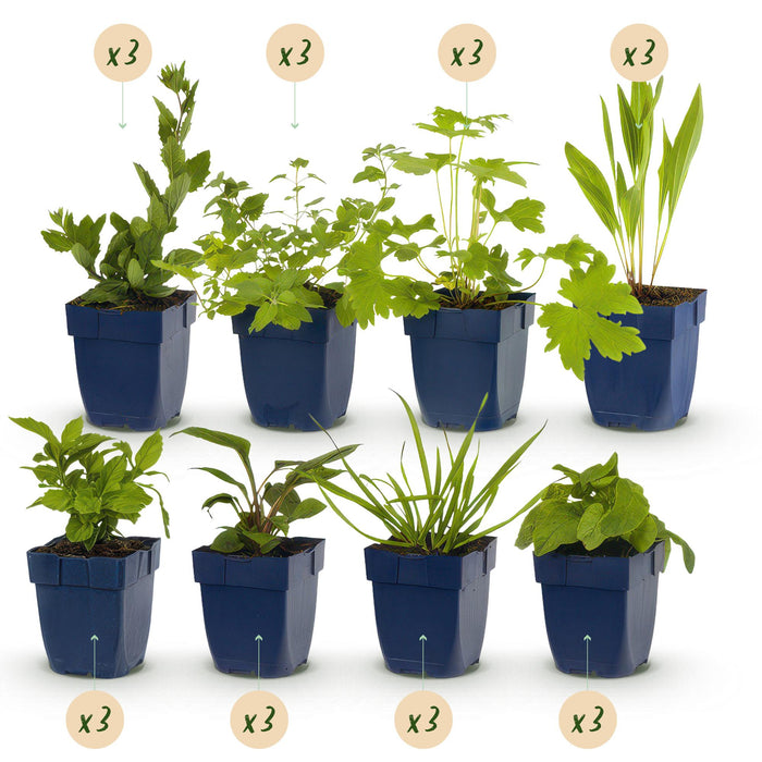 Borderpakket - Bijen en Vlinderlokkend - 24 Vaste planten - 3 m2 - Diversen kleuren - Weinig Onderhoud - Pot 11cm