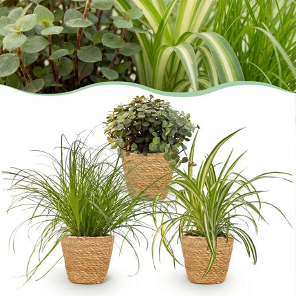 Skrzynka na rośliny - Cyperus - Callisia - Chlorophytum - z koszykiem - ↕20cm - Ø12cm - 3x