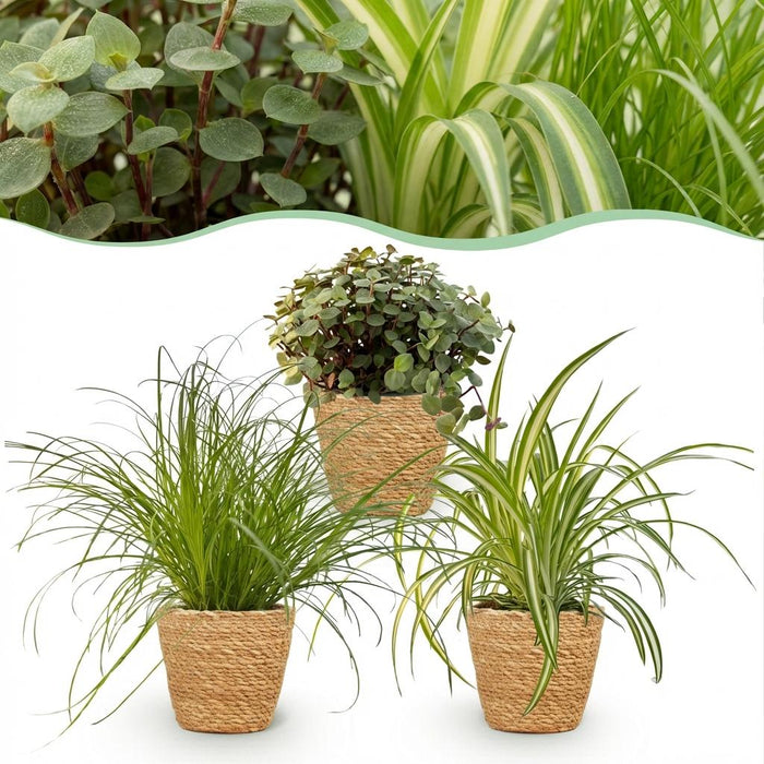 Plantenbox - Cyperus - Callisia - Chlorophytum - met Mand - ↕20cm - Ø12cm - 3x