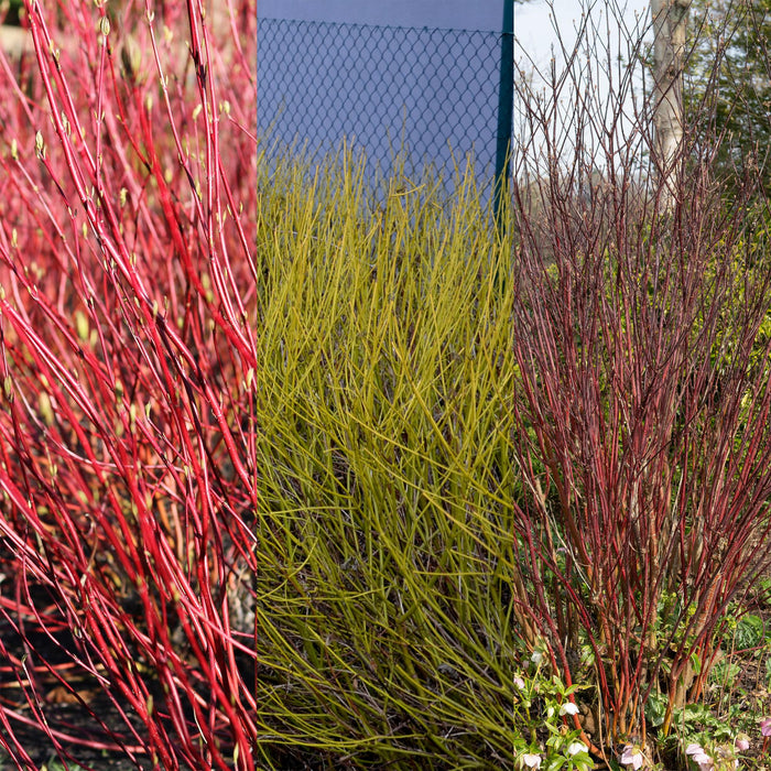 Heesters - Cornus alba Tricolour - Mix van Rode, Groene En Paarse Takken - 3 Planten - Bladverliezend - Weinig Onderhoud - Pot 17cm Hoogte 45cm