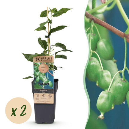 Acitinidia arguta Issai - Planta de kiwi - Autopolinizante - Fruto verde - 2 plantas - Maceta de 15 cm - Altura: 50 cm