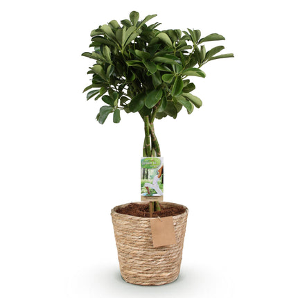 Schefflera Nora - Vingerboom - ↕70-80cm - Ø21cm