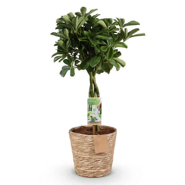 Schefflera Nora - Finger tree - ↕70-80cm - Ø21cm