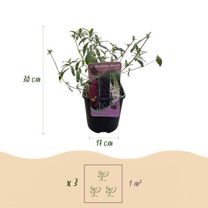 Schmetterlingsstrauch (Buddleja davidii Tricolour) – Rosa, weiße und violette Blüten – 3 Pflanzen – 1 m² – ↕30 cm – Ø17 cm