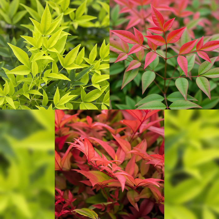 Nandina Tricolour - Geel & Rood & Oranje - 3 Planten - Groenblijvend - Weinig Onderhoud - Pot 17cm Hoogte 45cm