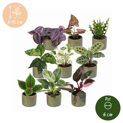 Baby Plants Surprise Box 9x - Verrassingsbox kleine planten - Diversen - Tropisch - incl. Linnea Olive - Ø6cm - ↕5-15cm