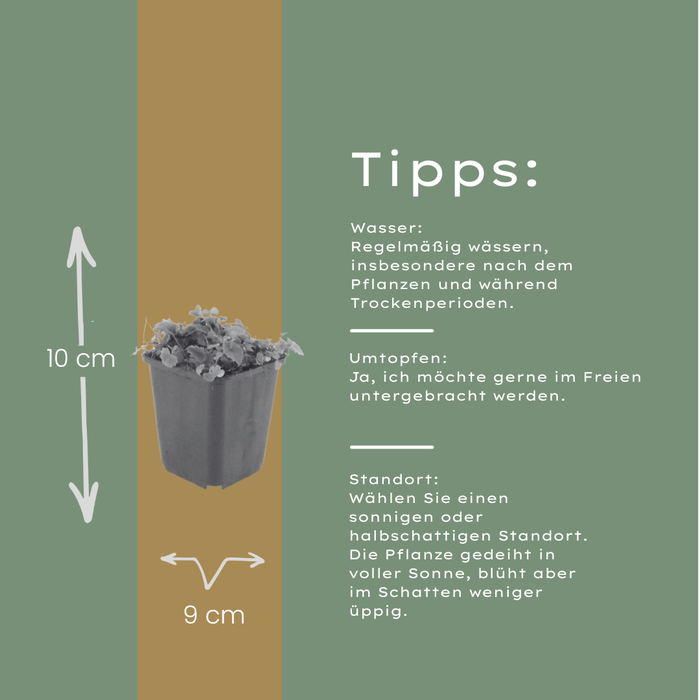 60x Campanula poscharskyana - ↕10-25cm - Ø9cm