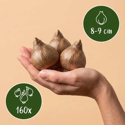 160x Leucojum Aestivum - Bloembollen - Zomerschneeklokje - Wit - Voorjaarsbloeier - Bolmaat 8/9