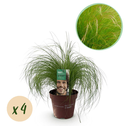 Stipa Tenuissima 'hestehaler' - Fjergræs - ↕50cm - Ø17cm - 4x