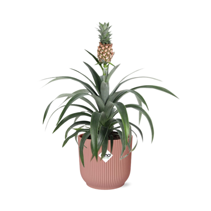 Ananas Mi Amigo - Pianta di ananas - in elho Vibes Fold Ø14cm rosa