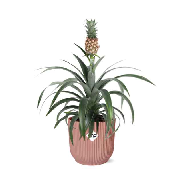 Ananas Mi Amigo - Ananas plante - i elho Vibes Fold Ø14cm pink