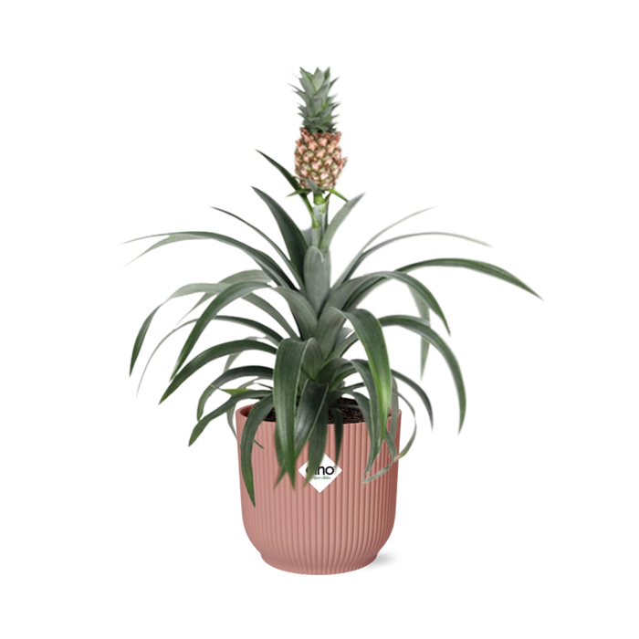 Ananas Mi Amigo - Ananasplant - in elho Vibes Fold Ø14cm roze
