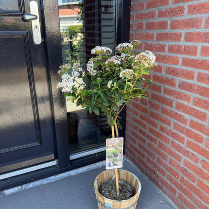 Viburnum tinus - Pianta su stelo - Pianta da terrazzo - ↕90cm - Ø19cm